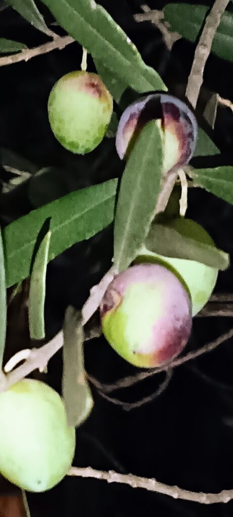 Olives palomar fent el canvi de color a la maduració preparades per collir